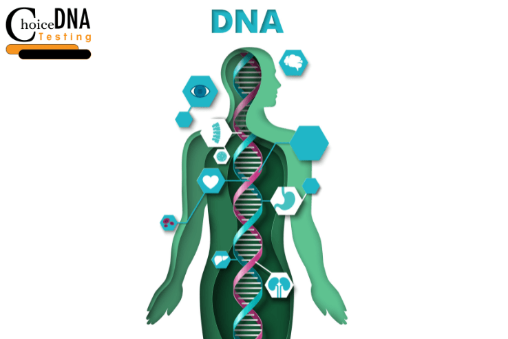 DNA in Humans