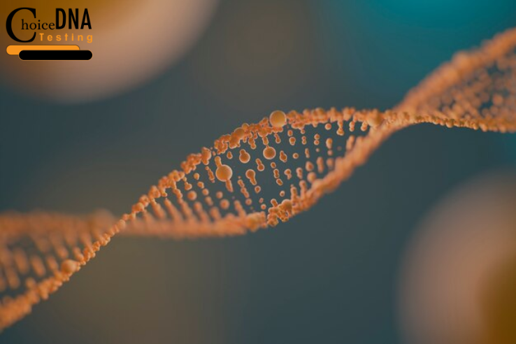 dna replication process