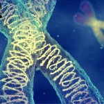 how many chromosomes do humans have