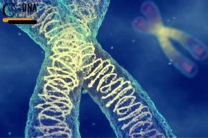 how many chromosomes do humans have